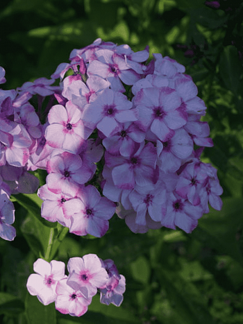 Флокс метельчатый Модница