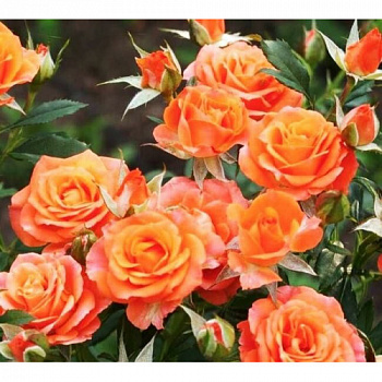 Роза спрей (миниатюрная) Алегрия