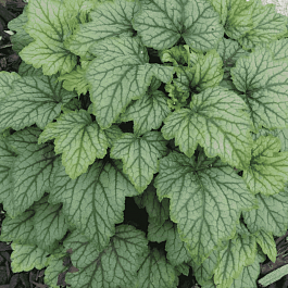 Гейхерелла Blue Ridge