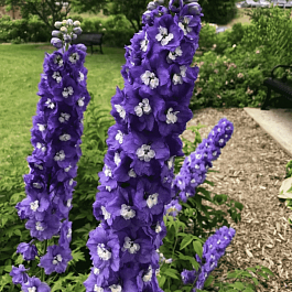 Дельфиниум  культурный Purple Passion