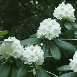 Рододендрон Фори