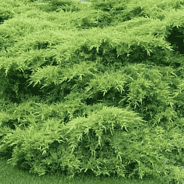 Можжевельник средний Wilhelm Pfitzer