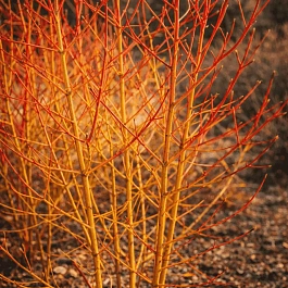 Дерен кроваво-красный Magic Flame