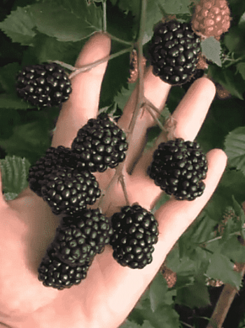 Ежевика садовая Triple Crown