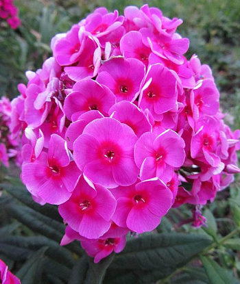 Флокс метельчатый Космополитан