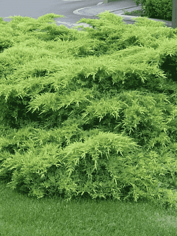 Можжевельник средний Wilhelm Pfitzer