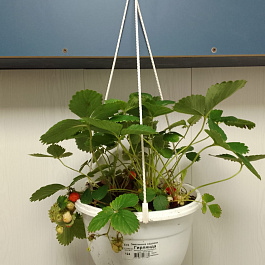 Земляника садовая (кашпо подвесное)