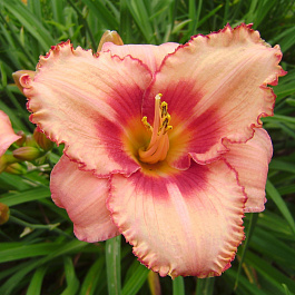 Лилейник гибридный Строберри Кэнди НАБОР 2ШТ (1+1)