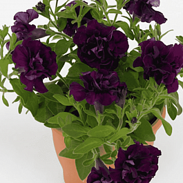 Петуния Sweet Sunshine Burgundy (Кашпо)