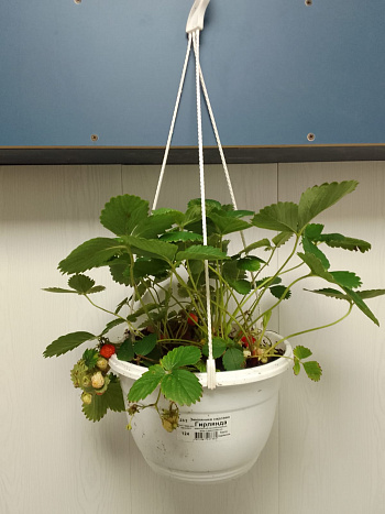 Земляника садовая (кашпо подвесное)