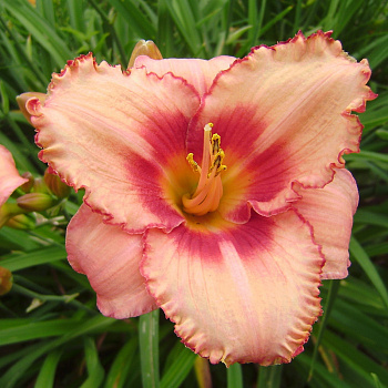 Лилейник гибридный Строберри Кэнди НАБОР 2ШТ (1+1)