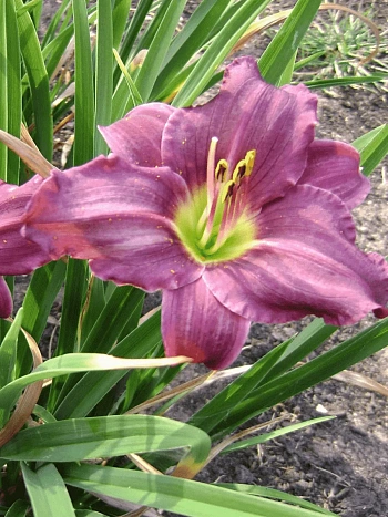 Лилейник Grape Velvet