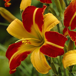 Лилейник гибридный МакЛонГо НАБОР 2ШТ (1+1)