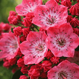 Кальмия широколистная Kardinal