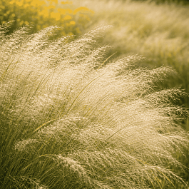 Щучка дернистая Scotland