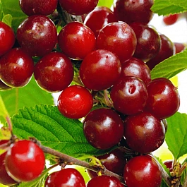 Вишня войлочная Царевна