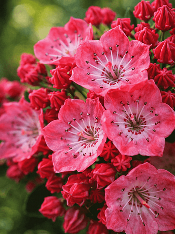 Кальмия широколистная Kardinal