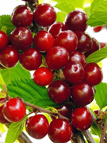 Вишня войлочная Царевна