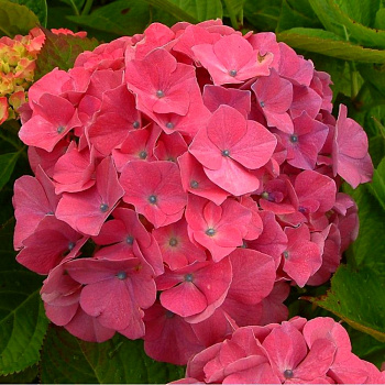 Гортензия крупнолистовая Гуйлин Гортензия крупнолистовая Гуйлин