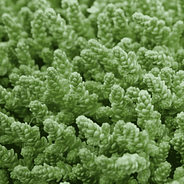 Очиток едкий Elegans