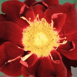 Роза миниатюрная Zoic