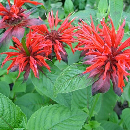 Монарда гибридная Файрболл