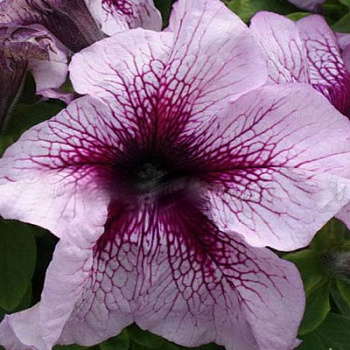 Петуния грандифлора Призм Блюберри Сандай