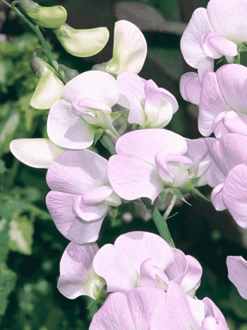 Чина широколистная Pink Pearl