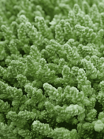 Очиток едкий Elegans