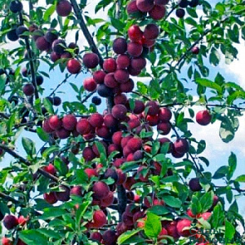 Шарафуга (гибрид) Белла Рояль