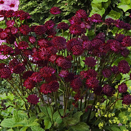 Астранция крупная Мулен Руж