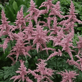 Астильба Арендса Bressingham Beauty