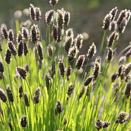 Сеслерия осенняя