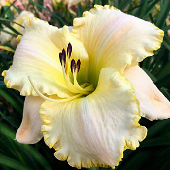 Лилейник гибридный Спейскоуст Уайт Аут