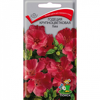 Годеция крупноцветковая Лава