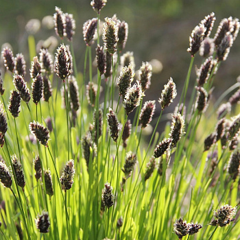 Сеслерия осенняя