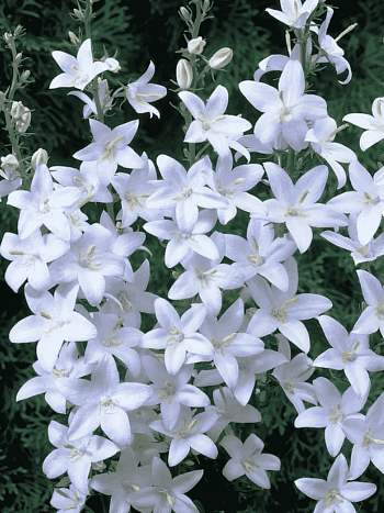 Колокольчик пирамидальный