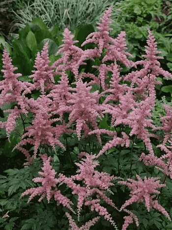 Астильба Арендса Bressingham Beauty