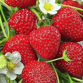 Земляника Ritmo