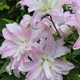 Лилия Soft Music