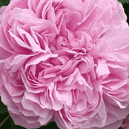 Роза парковая Jacques Cartier