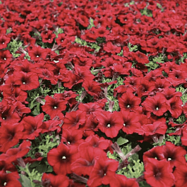 Петуния Crazytunia Red Blues (Кашпо)