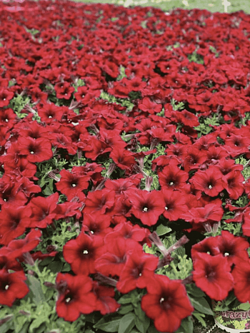 Петуния Crazytunia Red Blues (Кашпо)