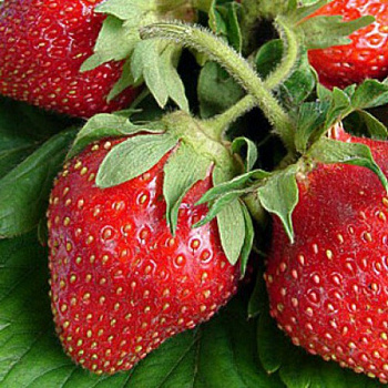 Земляника садовая Аня Земляника садовая Аня