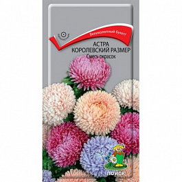 Астра королевский размер Смесь окрасок