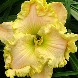 Лилейник гибридный Файндерс Киперс