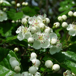 Боярышник обыкновенный