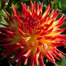 Георгина Полукактусовая Лисонетте