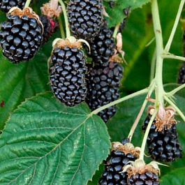 Ежевика Коламбия Санрайз