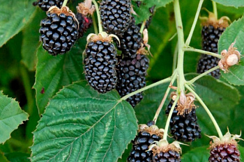 Ежевика Коламбия Санрайз